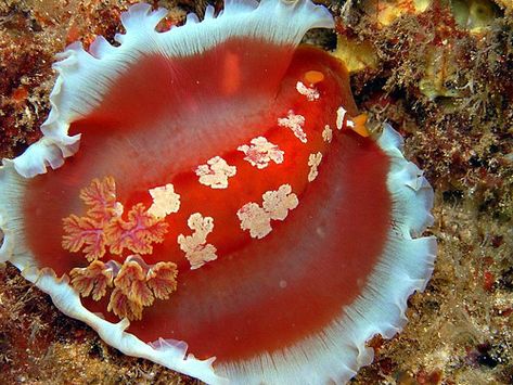 Hexabranchus Aureomarginatus, Hawaii Today Thought, Creature Marine, Spanish Dancer, Molluscs, Sea Anemone, Sea Snail, Sea Slug, Beautiful Sea Creatures, Underwater Creatures