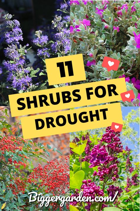 Create a lush garden even in the driest conditions with these 11 drought-tolerant shrubs. Designed to thrive in high heat and require minimal water, these hardy bushes are ideal for warm climates. Click to discover how to keep your garden thriving with low water usage. Dry Climate Garden, Full Sun Drought Tolerant Plants, Berm Garden, Drought Tolerant Plants California, Flowering Shrubs For Shade, Drought Tolerant Landscape Front Yard, Heat Tolerant Plants, Euonymus Alatus, Drought Resistant Landscaping