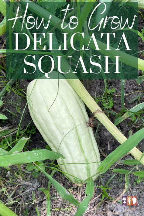 Growing Delicata Squash, Squash Companion Plants, When To Plant Garden, Squash Trellis, Plant Garden Ideas, Cozy Minimalist Home, Delicata Squash Recipe, Raised Garden Beds Diy Vegetables, Gardening For Dummies