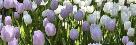 Tulips Aesthetic Cover Photo, Purple Flower Header, Tulips Twitter Header, Tulips Cover Photo Facebook, Purple Notion Cover, Tulips Aesthetic Header, Tulips Cover Photo, Light Purple Aesthetic Header, Tulips Header