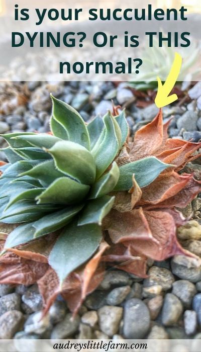 Succulents Outdoor Pots, Zone 6b Succulents, How To Bring A Succulent Back To Life, What To Plant Succulents In, Plants That Like Water, Succulent Container Gardens, Succulent Planting Ideas, Growing Succulents From Leaves, Potting Succulents Indoor