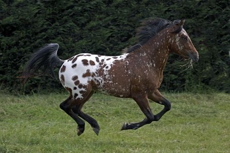 Cheval Pie, Horse Poses, Spotted Horse, Horse Markings, Horse Coat Colors, Horse Pics, Appaloosa Horse, Horse Inspiration, Hocking Hills