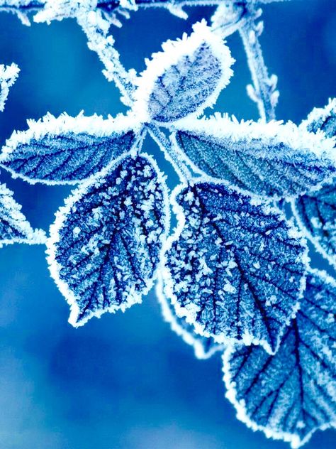 Baby, it's COLD outside! Ipad, For Free, Wallpapers, Blue