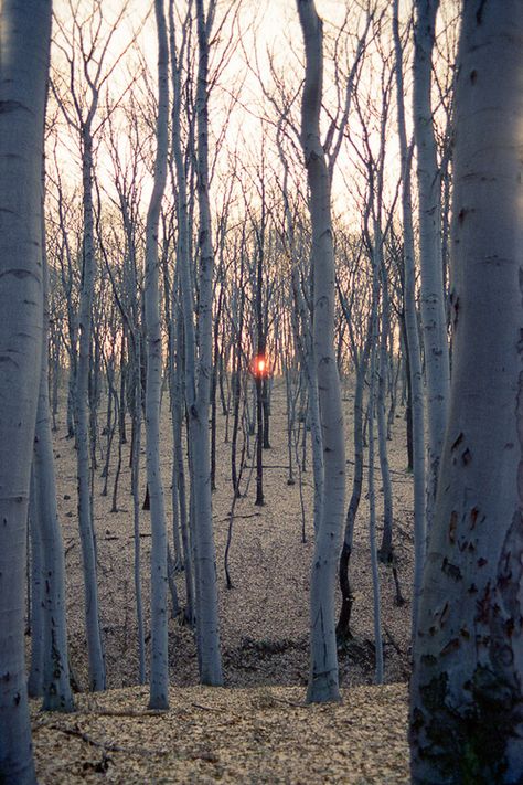 trees Trees In The Forest, Music Background, Land Art, Beautiful Tree, In The Forest, Arbor, In The Woods, Nature Beauty, The Forest