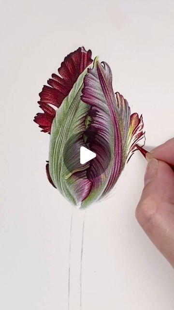 Drawing Botanicals Tutorial, Art With Color Pencil, Colored Pencil Drawings Of Flowers, Pencil Colour Drawing Flower, Realistic Flower Painting, Botanical Art Drawing, Colored Pencil Drawing Tutorial, Realistic Flower Drawing, Tulip Artwork