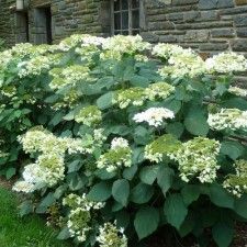 Hydrangea arborescens 'Haas Halo'