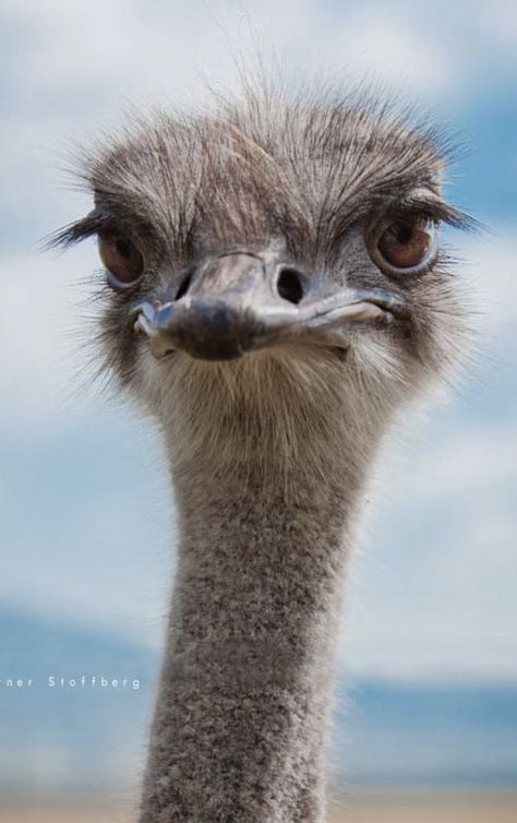 Animal Reference Photos For Artists, Emus Art, Ostrich Bird, Funny Animal Faces, Regard Animal, Remote Places, Wild Animals Photography, Reference Photos For Artists, Best Shots