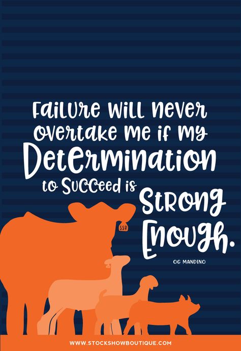 4h Sayings, Ffa Quotes Inspirational, Livestock Showing Quotes, Livestock Show Quotes, Showing Livestock Quotes, Stock Show Quotes, 4h Quotes, Showing Cattle Quotes, Animal Farm Quotes