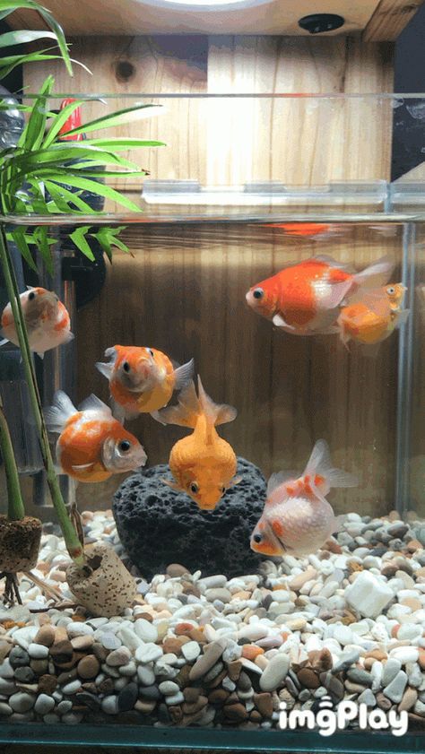 Pearlscale Goldfish Tank, Pearlscale Fish, Goldfish Pearlscale, Goldfish Breeding, Fish Gif, Goldfish Types, Sea Life Wallpaper, Goldfish Aquarium, Live Fish Wallpaper