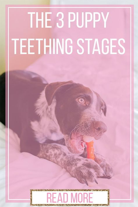 Teething Puppy Treats, Puppy Teething Stages, Teething Puppy Remedies, Puppy Chewing Tips Training, Teething Puppy Tips, Puppy Teething Remedies Frozen, Puppy Teething Remedies, Puppy Training Biting, Puppy Tips