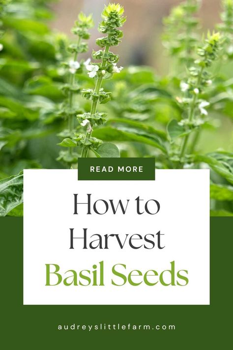 Learn how to harvest basil seeds to save and plant in your garden next year. The process is super simple and it's a great way to save on seed costs! Harvest Basil, Starting Plants From Seeds, Harvesting Basil, Productive Garden, Basil Seeds, Basil Plant, Chicken Garden, Seed Saving, Delicious Vegetables