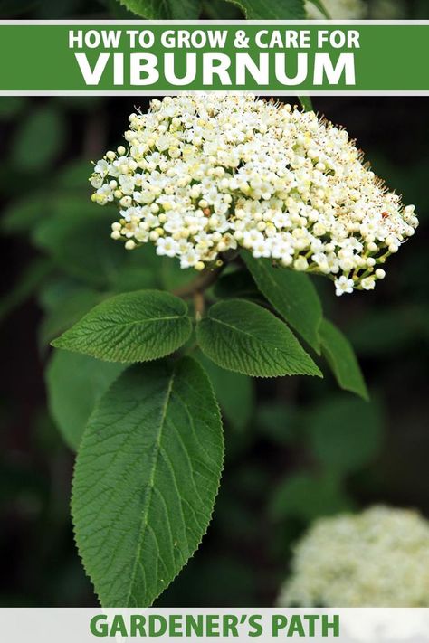 A close up vertical image of the white flowers and green foliage of a viburnum shrub growing in the garden pictured on a soft focus background. To the top and bottom of the frame is green and white printed text. Arrowood Viburnum, Viburnum Odoratissimum, Viburnum Shrub, White Flowering Shrubs, Green Backyard, Landscape Gardening, Gardening Inspiration, Herb Gardening, Growing Greens