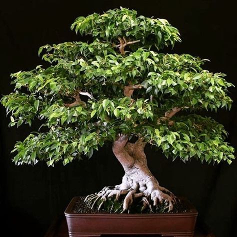 How to Prune Ficus Bonsai to Make it Thrive - Bonsai Tree Gardener Benjamina Ficus, Ficus Bonsai Tree, Ficus Bonsai, Bonsai Ficus, Weeping Fig, Bonsai Tree Types, Bonsai Tree Care, Ficus Benjamina, Indoor Bonsai Tree