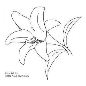 botanical print to trace for watercolor - Easter Lily Printable Flower Pattern, Drawing Easter, Lily Drawing, Cross Coloring Page, Easter Lilies, Lily Pictures, Flower Pic, Lilies Drawing, Easy Flower Drawings