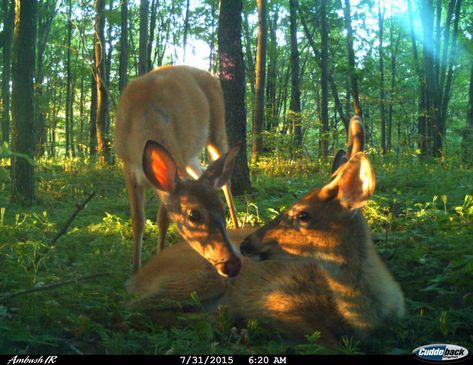 Deer Photography, Trail Cam, New Pic, Silly Animals, Woodland Creatures, In The Woods, Antlers, Animals Beautiful, Mother Nature