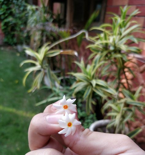 What smells better than a night flowering jasmine!?! #harsingar #jasmine Night Flowering Jasmine, Smell Good, Singing, Plants