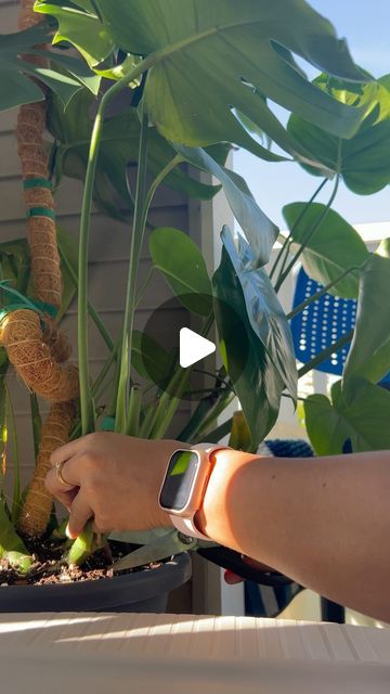 Asiya J on Instagram: "New Monstera babies on the way! 🌱 Propagating is such a simple way to expand your indoor jungle—just a snip, some water, and watch those roots grow! 💧✨ 

Have any questions about Monstera propagation? Drop them below! ⬇️ 

#PlantMomHacks #MonsteraLovers #PropagationMagic

👉👉 Follow @plants.hacks.n.beyond for more plant care tips and tricks ! 

Indoor Plants • Plant Care • Houseplant Community • Sunlight for Plants • Plant Parent Life • Light-Loving Plants • Happy Plants • Plant Parenthood • Indoor Jungle • Green Living • Plant Lover • Plant Mom • Botanical Style • Urban Jungle Bloggers • Plant Addict" Monstera Propagation, Plants Hacks, Monstera Plant Care, Plant Parenthood, Plant Care Tips, Plant Care Houseplant, Plant Parent, Parent Life, Indoor Jungle