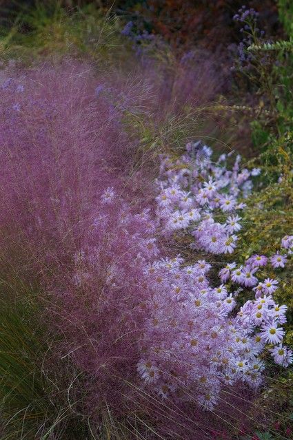 Muhlenbergia capillaris, Chrysanthemum | Karl Gercens | Flickr Muhlenbergia Capillaris, Slope Garden, Sloped Garden, French Garden, Garden Borders, Native Plants, Chrysanthemum, Borders, Yard