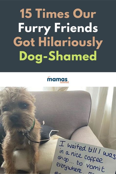 Dog-Shamed: 15 Funny Times Man's Best Friend Got Caught Dogs are man's best friend but sometimes... Let's just say it's a complicated friendship, as proven by these funny dog-shame memes. #Pets #Dog #DgoShame Dog Shaming Photos, Dog Shaming Funny, Dog Shaming, Funny Times, Man And Dog, Tough Day, Dog Memes, Parenting Advice, Mans Best Friend