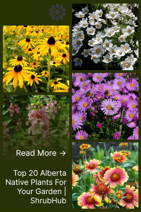 Alberta Wildflowers, Plants For Planters, Flower Planting Guide, Native Plant Landscape, Canada Landscape, Plant Landscape, Yard Inspiration, Low Water Gardening, Homestead Gardens