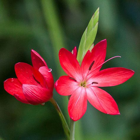 Wild and beautiful | by Steve-h Vibrant Flowers, Airbrush Art, Most Beautiful Flowers, Wild Flower, Exotic Flowers, Flower Images, Flowers Nature, Flower Photos, Flower Pictures