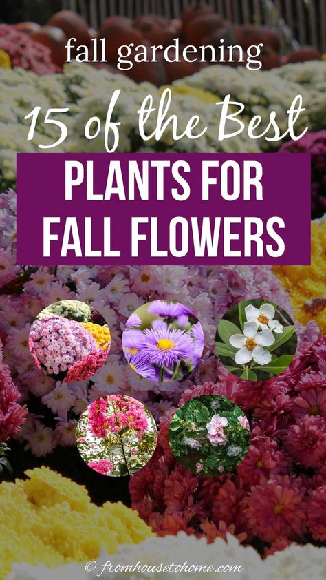 Plants For Fall, Plants For Full Sun, Fall Flowers Garden, Blooming Perennials, Fall Perennials, Fall Gardening, Full Sun Plants, Best Perennials, Perennial Shrubs