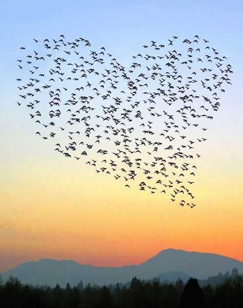 Heart In Nature, Birds In The Sky, Mid Century Modern Wall Art, I Love Heart, Heart Images, Heart Pictures, Alam Yang Indah, Heart Art, Amazing Nature