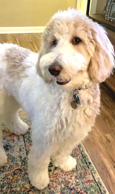 Apricot and white parti goldendoodle smiling White And Tan Goldendoodle, Parti Goldendoodle, Bernedoodle Haircuts, White Goldendoodle, White Labradoodle, Doodle Grooming, Goldendoodle Grooming, Doodle Dogs, Mini Bernedoodle