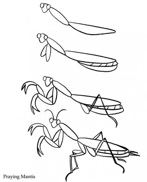 Praying Mantis #drawingtechniques #drawing #techniques #for #children How To Draw Insects, Mantis Tattoo, Bugs Drawing, Mantis Religiosa, Coloring Page Ideas, Praying Mantis, Color Magic, Insect Art, Coloring Pages Printable