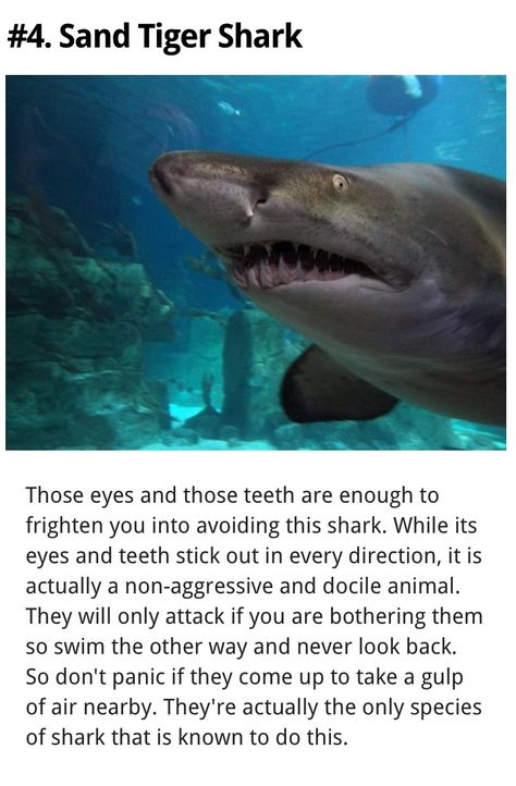 Shark Brain, Silly Sharks, Oceanography Marine Biology, Shark Species, Types Of Sharks, Shark Facts, Species Of Sharks, Amazing Animal Pictures, Underwater Animals