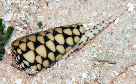 Here a Conus marmoreus eats Terebra subulata. Poisonous Garden, Mind Electric, Poisonous Animals, Cone Snail, Venomous Animals, Sea Snails, Molluscs, Dangerous Animals, Sea Snail