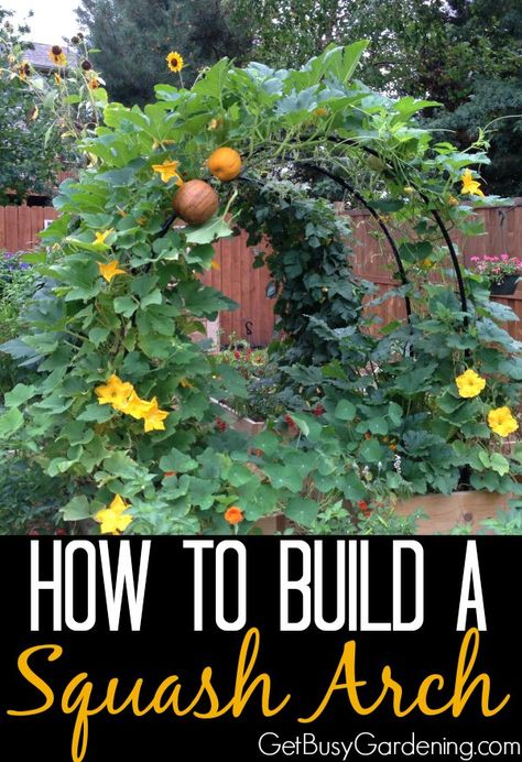 Squash Arch, Vertical Vegetable Garden, Indoor Vegetable Gardening, Fall Garden Vegetables, Garden Veggies, Veg Garden, Have Inspiration, Home Vegetable Garden, Vegetable Garden Design