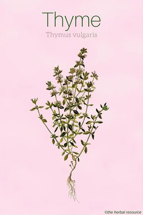 Thyme Thymus vulgaris Thyme Uses, Thyme Herb, Thymus Vulgaris, Thyme Plant, Magia Das Ervas, Medicinal Herb, Herbal Plants, Herbal Apothecary, Healing Plants