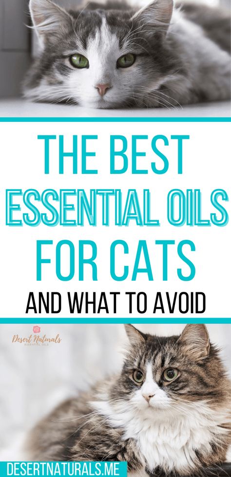 Cat Safe Essential Oils To Diffuse, Essential Oils For Cats, Oils To Avoid, Essential Oils Cats, Essential Oil Spray Recipes, Essential Oils Dogs, Natural Room Spray, Esential Oils, Calming Oils