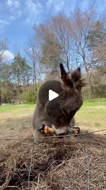 Pubity on Instagram: "This donkey’s joy is contagious 🥺  (Debbie Schluterman via Viralhog)  - #donkey #donkeysofinstagram #donkeyoftheday #pubity #joy" Horses Doing Funny Things, Baby Donkey Cute, Horse Jokes Hilarious So Funny, Donkey Videos Funny, Funny Donkey Videos, Donkeys Funny, Donkey Videos, Donkey Laughing, Donkey Video