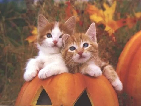 "We quickly discovered that 2 kittens were much more fun than one." --Alan Lacy Kitten Funny, Baby Pokemon, Pumpkin Lantern, Chat Halloween, Cat Background, Funny Kitty, Image Chat, Cute Cat Wallpaper, Kitten Pictures