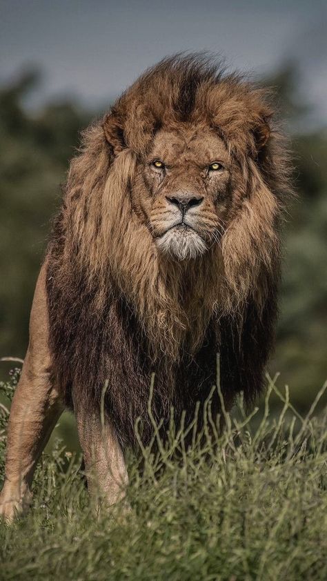 If Looks Could Kill, Photo Animaliere, Lion Photography, Lions Photos, Wild Lion, Lion Wallpaper, Wild Animals Pictures, Lion Images, Lion Pictures