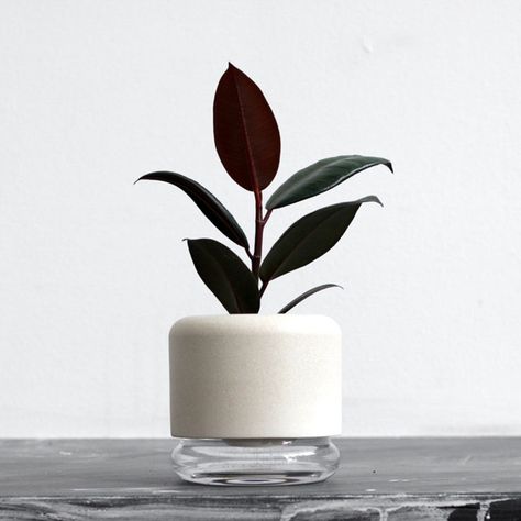 8 Self-Watering Plant Pots That’ll Keep Your Greenery Alive and Thriving Self Watering Containers, Glass Basin, Self Watering Plants, Self Watering Pots, Bottle Garden, Glass Planter, Self Watering Planter, Indoor Plant Pots, Self Watering