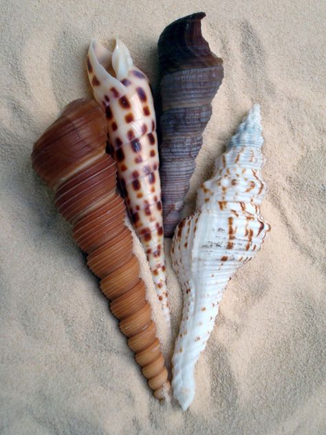 Augur Shells Auger Shell, Witch Goddess, Nature Luxury, Brown Beach, Beach Shells, Ocean Treasures, Shell Collection, She Sells Seashells, I Love The Beach