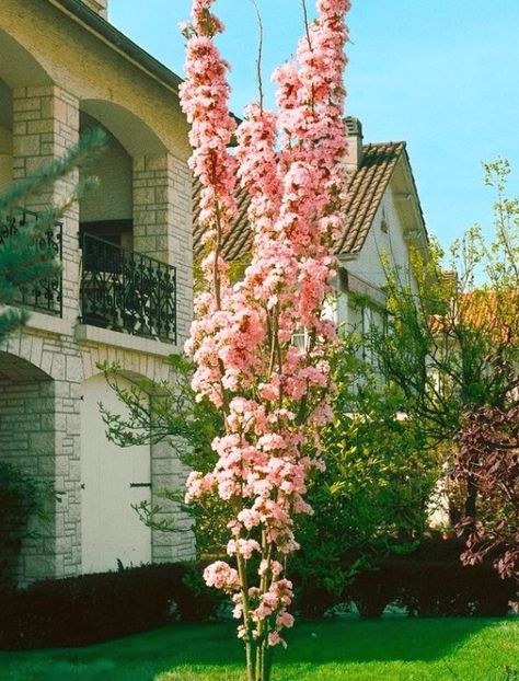 A columnar Japanese Flowering Cherry Tree with stunning Spring Blossoms. This is a fantastic, magnificent tree delivered in beautiful bud and bursting in to bloom in season. The flowering cherry blooms in April and May, it originates fr #landscapingideas #gardenideas #landscaping Leyland Cypress Trees, Tree Names, Japanese Garden Plants, Blue Spruce Tree, Prunus Serrulata, Leyland Cypress, Arborvitae Tree, Flowering Cherry Tree, Columnar Trees