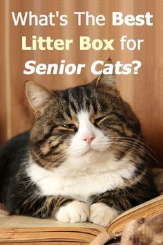 What's the best litt Senior Cats, Senior Cat Care, Best Litter Box, Cat Needs, Cat Tips, Pet Tips, Older Cats, Cat Hacks, Cat Reading