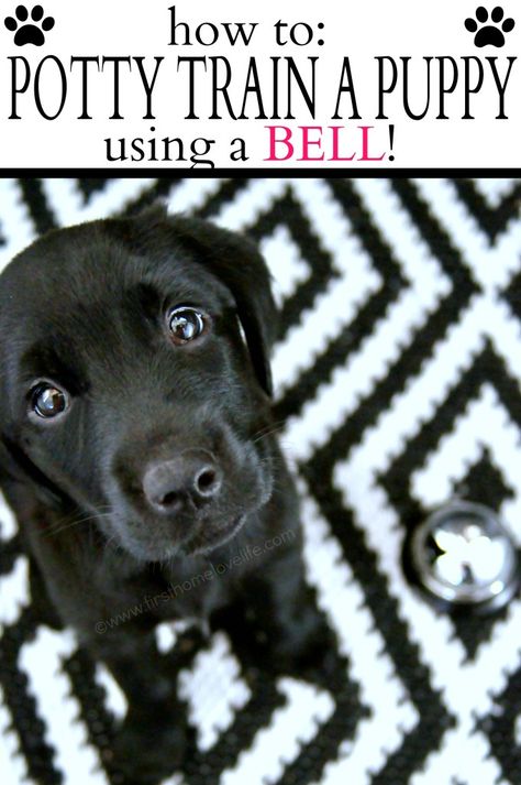 Potty Training Puppy Using a Bell-Pavlov would be proud! Will try it when I get my new dog in August. Spitz Pomeranian, Train A Puppy, How To Potty Train, Puppy Time, Puppy House, Easiest Dogs To Train, Potty Train, Potty Training Puppy, Puppy Training Tips