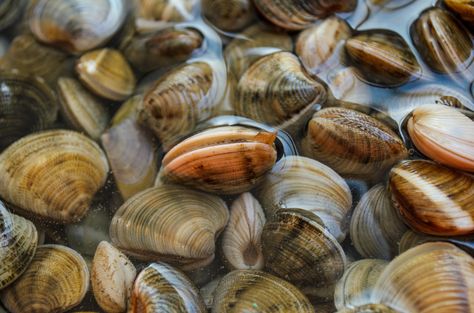 When cooking clams at home, one thing that can pose a challenge is getting the sand out of the shells. Crunching into gritty clam is enough to ruin anyone’s summer meal! Steamer Clams, Tummy Tightening, How To Clean Clams, Steamed Clams, Flat Belly Foods, Taiwanese Cuisine, Cooking Photography, Food Infographic, Clam Recipes