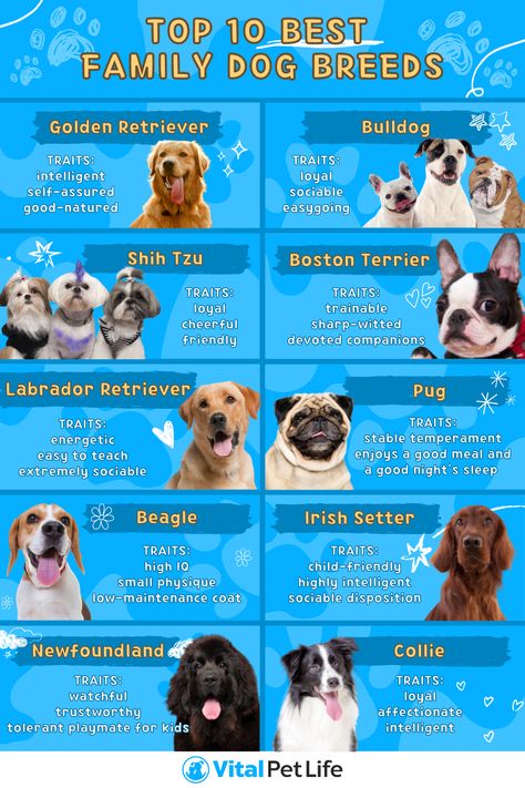 Best Dog Breeds For Families 🐶 Here's the top 10 dog breeds for families which can help you narrow down your options and choose the perfect pet for your family and household 🥰 What Are The Things I Should Consider When Choosing A Family Dog? Adding a new family member is a wonderful experience. Getting a dog will completely transform your life and fill your home with happiness. The challenge lies in deciding which dog breed will make the best addition to your household. Best Pets To Have, Best Dog Breeds For Kids, First Time Dog Owner Breeds, Types Of Dogs Breeds List, Best Family Dog, Best Family Dogs, Dog Breeds For Families, Best Family Dog Breeds, Best Dogs For Kids