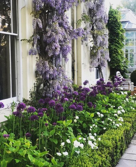 Danna Callahan on Instagram: “🌳🌳🌳 This gorgeous combination of wisteria, allium, hydrangeas & boxwood are from the lovely UK garden of @iainpritchard. An inspirational…” Creative Gardening Ideas, Allium Garden, Home Gardening Ideas, Creating A Garden, Purple Plants, Uk Garden, Home Gardening, Creative Gardening, French Garden