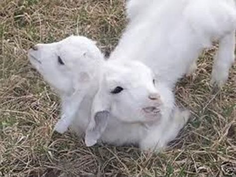 Two Headed Goat Baby Goats, Goats, Tumblr, Animals