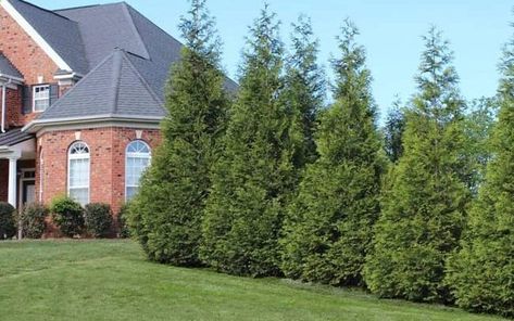 Thuja Green Giant Arborvitae Spacing And Growth Rate Green Giant Tree, Evergreen Trees For Privacy, Green Giant Arborvitae, Thuja Green Giant, Giant Arborvitae, Thuja Plicata, Fast Growing Evergreens, Leyland Cypress, Green Fence