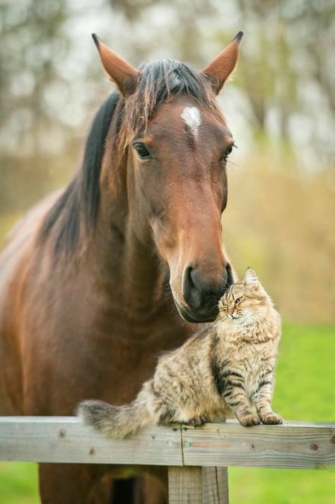 Odd Animal Couples, Regard Animal, Söt Katt, Animals Friendship, Baby Animals Funny, Pretty Horses, Cute Animal Pictures, Horse Pictures, Weird Animals