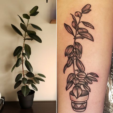 Rubber Tree Tattoo, Houseplant Tattoo, Okinawa Tattoo, Rubber Tree Plant, Plant Tattoo, Rubber Tree, Memorial Tattoos, Cover Up Tattoos, Tree Tattoo