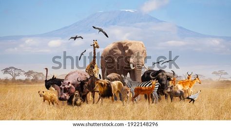 Group Many African Animals Giraffe Lion Stock Photo (Edit Now) 1922148296 Kilimanjaro Mountain, Cacing Tanah, Wild Animals Attack, Raccoon Drawing, Animals Giraffe, Fun Facts About Animals, Pet Day, Endangered Animals, Animal Facts